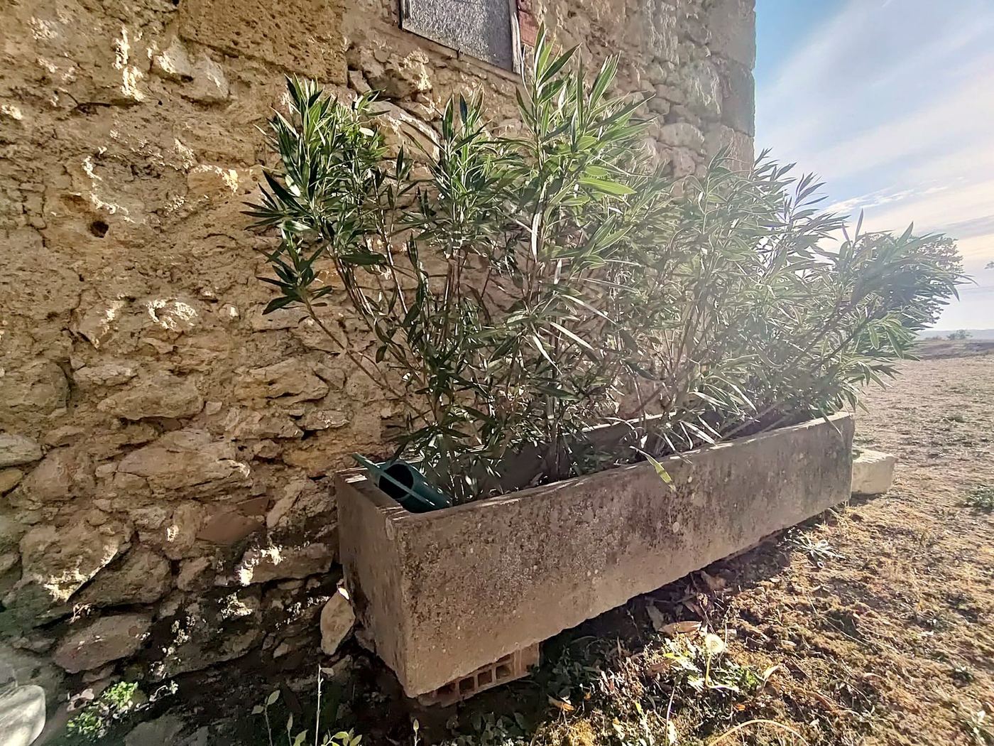 Laurier-rose dans une auge de pierre au pied du mur ancien – Oh Manoir de Fimarcon